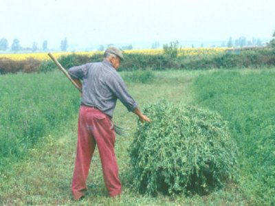 HIERBA 01  LABRANZA